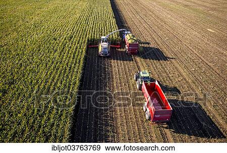 "Corn harvest, combine harvester working through a field of corn, silage is pumped directly into a trailer, Germany, Europe" View Large Photo Image Stock Photo - "Corn harvest, combine harvester working through a field of corn, silage is pumped directly into a trailer, Germany, Europe". Fotosearch