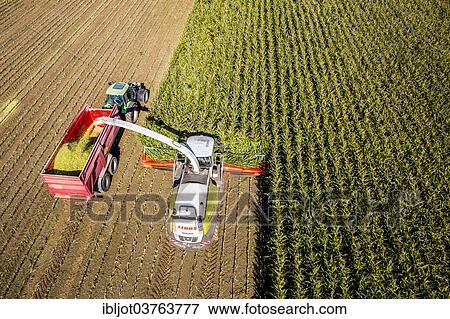 "Corn harvest, combine harvester working through a field of corn, silage is pumped directly into a trailer, Germany, Europe" View Large Photo Image Stock Photo - "Corn harvest, combine harvester working through a field of corn, silage is pumped directly into a trailer, Germany, Europe". Fotosearch