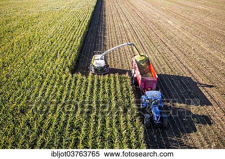 "Corn harvest, combine harvester working through a field of corn, silage is pumped directly into a trailer, Germany, Europe" View Large Photo Image Stock Photography - "Corn harvest, combine harvester working through a field of corn, silage is pumped directly into a trailer, Germany, Europe". Fotosearch