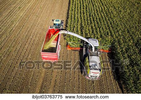 "Corn harvest, combine harvester working through a field of corn, silage is pumped directly into a trailer, Germany, Europe" View Large Photo Image Stock Photography - "Corn harvest, combine harvester working through a field of corn, silage is pumped directly into a trailer, Germany, Europe". Fotosearch