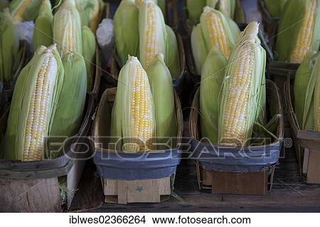 Picture - "Corn on sale at Eastern Market, a large farmers market, Detroit, Michigan, USA". Fotosearch