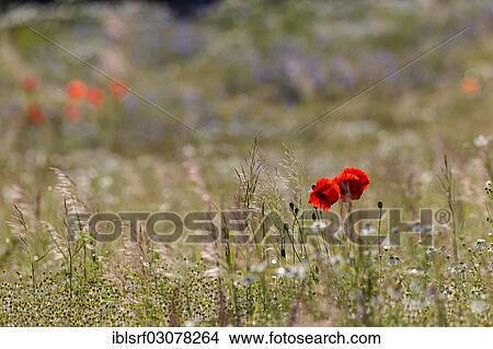 "Corn Poppies (Papaver rhoeas), Fuldabruck, Fuldabruck, Hesse, Germany, Europe" View Large Photo Image Picture - "Corn Poppies (Papaver rhoeas), Fuldabruck, Fuldabruck, Hesse, Germany, Europe". Fotosearch