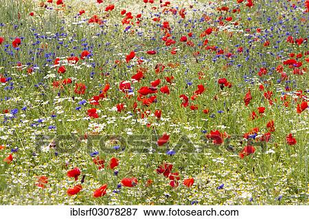 "Corn Poppies (Papaver rhoeas), Meissner, Germerode, Hesse, Germany, Europe" View Large Photo Image Stock Photo - "Corn Poppies (Papaver rhoeas), Meissner, Germerode, Hesse, Germany, Europe". Fotosearch