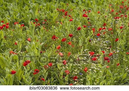 Stock Photograph - "Corn Poppies (Papaver rhoeas), Meissner, Germerode, Hesse, Germany, Europe". Fotosearch