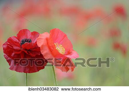 "Corn poppy or poppy (Papaver rhoeas), Haren, Emsland, Lower Saxony, Germany, Europe" View Large Photo Image Stock Image - "Corn poppy or poppy (Papaver rhoeas), Haren, Emsland, Lower Saxony, Germany, Europe". Fotosearch