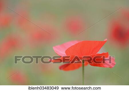 Stock Photo - "Corn poppy or poppy (Papaver rhoeas), Haren, Emsland, Lower Saxony, Germany, Europe". Fotosearch
