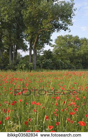 "Corn Poppy or Red Poppy (Papaver rhoeas) flowering on a meadow, Leipzig, Saxony, Germany, Europe" View Large Photo Image Picture - "Corn Poppy or Red Poppy (Papaver rhoeas) flowering on a meadow, Leipzig, Saxony, Germany, Europe". Fotosearch