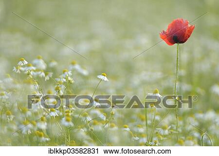 "Corn Poppy or Red Poppy (Papaver rhoeas) and Chamomile (Matricaria chamomilla) flowering on a field, Saxony, Germany, Europe" View Large Photo Image Stock Image - "Corn Poppy or Red Poppy (Papaver rhoeas) and Chamomile (Matricaria chamomilla) flowering on a field, Saxony, Germany, Europe". Fotosearch