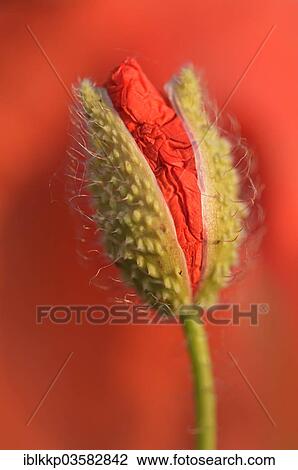 "Corn Poppy or Red Poppy (Papaver rhoeas), bud, Saxony, Germany, Europe" View Large Photo Image Stock Image - "Corn Poppy or Red Poppy (Papaver rhoeas), bud, Saxony, Germany, Europe". Fotosearch
