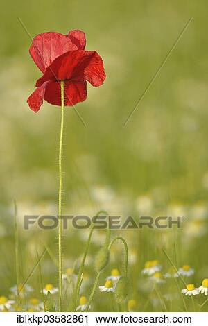 Stock Image - "Corn Poppy or Red Poppy (Papaver rhoeas) flowering on a field, Saxony, Germany, Europe". Fotosearch