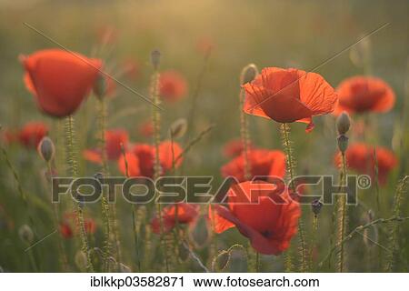 "Corn Poppy or Red Poppy (Papaver rhoeas) flowering on a field, Saxony, Germany, Europe" View Large Photo Image Stock Image - "Corn Poppy or Red Poppy (Papaver rhoeas) flowering on a field, Saxony, Germany, Europe". Fotosearch