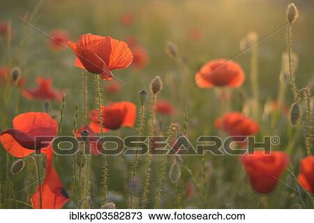 "Corn Poppy or Red Poppy (Papaver rhoeas) flowering on a field, Saxony, Germany, Europe" View Large Photo Image Stock Image - "Corn Poppy or Red Poppy (Papaver rhoeas) flowering on a field, Saxony, Germany, Europe". Fotosearch