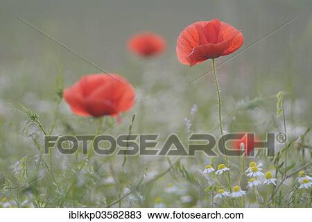 Stock Image - "Corn Poppy or Red Poppy (Papaver rhoeas) flowering on a field, Saxony, Germany, Europe". Fotosearch