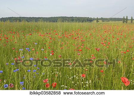 "Corn Poppy or Red Poppy (Papaver rhoeas) and Cornflowers (Centaurea cyanus) blooming on a fallow field, Leipzig, Saxony, Germany, Europe" View Large Photo Image Stock Photo - "Corn Poppy or Red Poppy (Papaver rhoeas) and Cornflowers (Centaurea cyanus) blooming on a fallow field, Leipzig, Saxony, Germany, Europe". Fotosearch