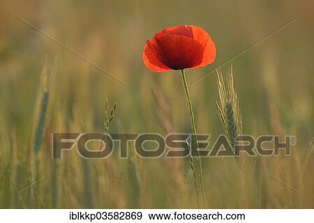 "Corn Poppy or Red Poppy (Papaver rhoeas) flowering on a field, Saxony, Germany, Europe" View Large Photo Image Stock Photo - "Corn Poppy or Red Poppy (Papaver rhoeas) flowering on a field, Saxony, Germany, Europe". Fotosearch