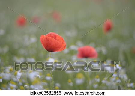 "Corn Poppy or Red Poppy (Papaver rhoeas) flowering on a field, Saxony, Germany, Europe" View Large Photo Image Stock Photograph - "Corn Poppy or Red Poppy (Papaver rhoeas) flowering on a field, Saxony, Germany, Europe". Fotosearch