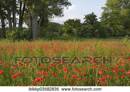 "Corn Poppy or Red Poppy (Papaver rhoeas) flowering on a meadow, Leipzig, Saxony, Germany, Europe" View Large Photo Image Stock Photography - "Corn Poppy or Red Poppy (Papaver rhoeas) flowering on a meadow, Leipzig, Saxony, Germany, Europe". Fotosearch