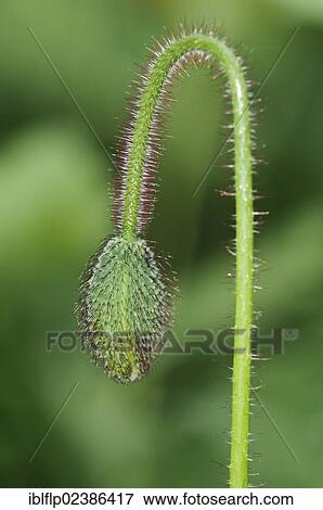 Stock Photo - "Corn Poppy (Papaver rhoeas), close-up of flowerbud, Crossness Nature Reserve, Bexley, Kent, England, United Kingdom, Europe". Fotosearch