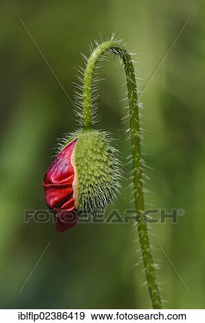 "Corn Poppy (Papaver rhoeas), close-up of opening flowerbud, Crossness Nature Reserve, Bexley, Kent, England, United Kingdom, Europe" View Large Photo Image Stock Photo - "Corn Poppy (Papaver rhoeas), close-up of opening flowerbud, Crossness Nature Reserve, Bexley, Kent, England, United Kingdom, Europe". Fotosearch
