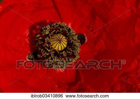 "Corn Poppy (Papaver rhoeas) flower, Potsdam, Brandenburg, Germany, Europe" View Large Photo Image Stock Photograph - "Corn Poppy (Papaver rhoeas) flower, Potsdam, Brandenburg, Germany, Europe". Fotosearch