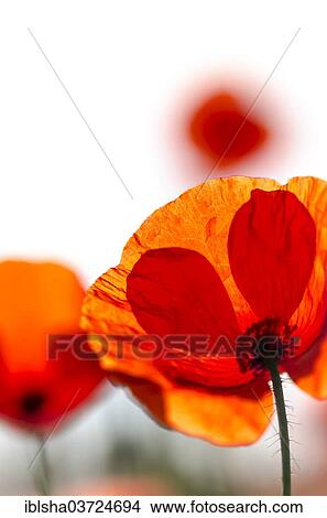 Picture - "Corn Poppy (Papaver rhoeas), flowers, Germany, Europe". Fotosearch