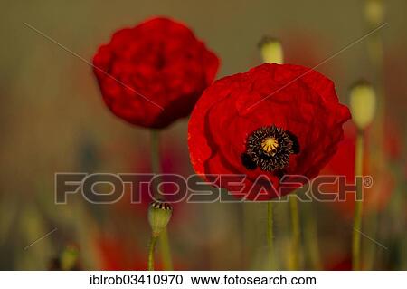 "Corn Poppy (Papaver rhoeas) flowers, Potsdam, Brandenburg, Germany, Europe" View Large Photo Image Stock Image - "Corn Poppy (Papaver rhoeas) flowers, Potsdam, Brandenburg, Germany, Europe". Fotosearch