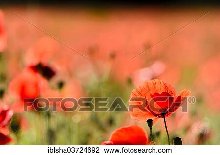 Stock Image - "Corn Poppy (Papaver rhoeas), flowers, Germany, Europe". Fotosearch