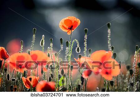 "Corn Poppy (Papaver rhoeas), flowers, Germany, Europe" View Large Photo Image Stock Image - "Corn Poppy (Papaver rhoeas), flowers, Germany, Europe". Fotosearch