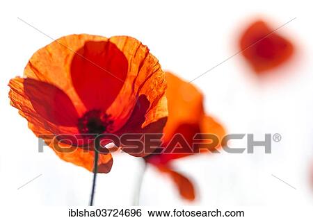 Stock Photograph - "Corn Poppy (Papaver rhoeas), flowers, Germany, Europe". Fotosearch