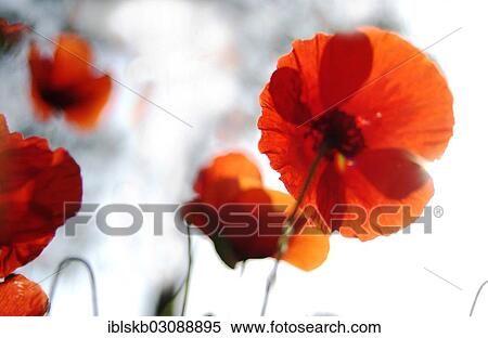 Stock Photography - "Corn Poppy (Papaver rhoeas), flowers, Germany, Europe". Fotosearch