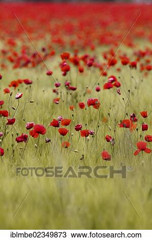 "Corn Poppy (Papaver rhoeas) in a field of Barley (Hordeum vulgare) near Elstal, Havelland, Brandenburg, Germany, Europe" View Large Photo Image Stock Image - "Corn Poppy (Papaver rhoeas) in a field of Barley (Hordeum vulgare) near Elstal, Havelland, Brandenburg, Germany, Europe". Fotosearch