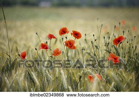 "Corn Poppy (Papaver rhoeas) in a field of Rye (Secale cereale) near Elstal, Havelland, Brandenburg, Germany, Europe" View Large Photo Image Stock Photo - "Corn Poppy (Papaver rhoeas) in a field of Rye (Secale cereale) near Elstal, Havelland, Brandenburg, Germany, Europe". Fotosearch