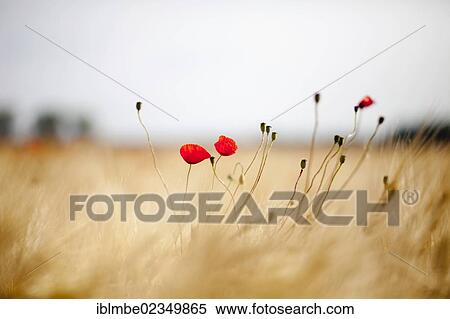 "Corn Poppy (Papaver rhoeas) in a field of Barley (Hordeum vulgare) near Elstal, Havelland, Brandenburg, Germany, Europe" View Large Photo Image Stock Photography - "Corn Poppy (Papaver rhoeas) in a field of Barley (Hordeum vulgare) near Elstal, Havelland, Brandenburg, Germany, Europe". Fotosearch