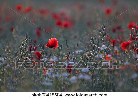 "Corn Poppy (Papaver rhoeas) in a field, Potsdam, Brandenburg, Germany, Europe" View Large Photo Image Picture - "Corn Poppy (Papaver rhoeas) in a field, Potsdam, Brandenburg, Germany, Europe". Fotosearch