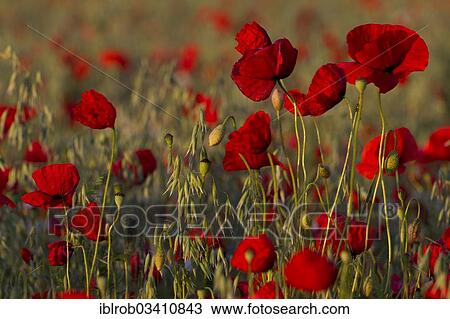 "Corn Poppy (Papaver rhoeas) in a field, Potsdam, Brandenburg, Germany, Europe" View Large Photo Image Stock Image - "Corn Poppy (Papaver rhoeas) in a field, Potsdam, Brandenburg, Germany, Europe". Fotosearch