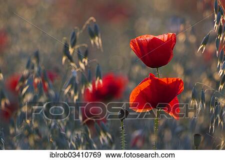 "Corn Poppy (Papaver rhoeas) in a field, Potsdam, Brandenburg, Germany, Europe" View Large Photo Image Stock Photo - "Corn Poppy (Papaver rhoeas) in a field, Potsdam, Brandenburg, Germany, Europe". Fotosearch