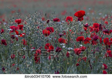 "Corn Poppy (Papaver rhoeas) in a field, Potsdam, Brandenburg, Germany, Europe" View Large Photo Image Stock Photograph - "Corn Poppy (Papaver rhoeas) in a field, Potsdam, Brandenburg, Germany, Europe". Fotosearch