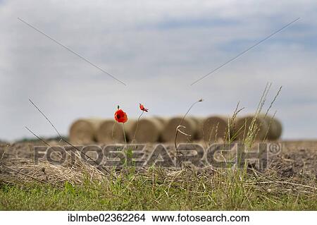 "Corn Poppy (Papaver rhoeas) in front of a mowed cornfield, Priort, Brandenburg, Germany, Europe" View Large Photo Image Picture - "Corn Poppy (Papaver rhoeas) in front of a mowed cornfield, Priort, Brandenburg, Germany, Europe". Fotosearch