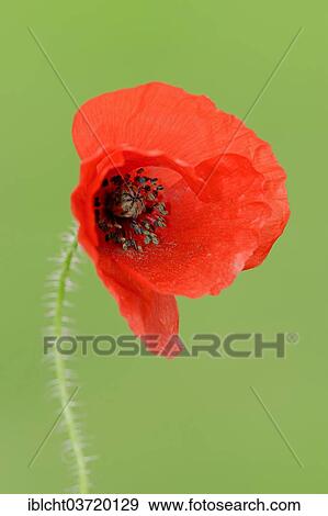 Stock Photo - "Corn Poppy (Papaver rhoeas), North Rhine-Westphalia, Germany, Europe". Fotosearch