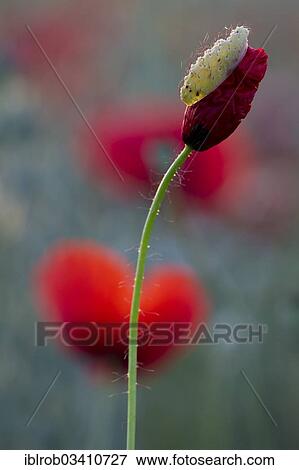 "Corn Poppy (Papaver rhoeas), Potsdam, Brandenburg, Germany, Europe" View Large Photo Image Stock Photo - "Corn Poppy (Papaver rhoeas), Potsdam, Brandenburg, Germany, Europe". Fotosearch