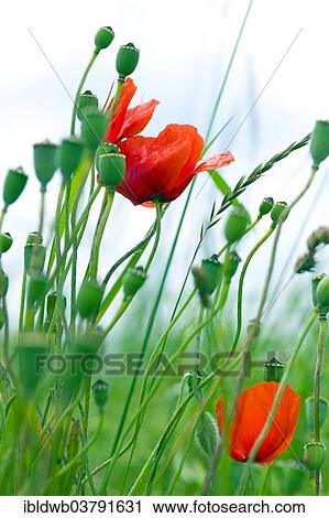 Corn poppy (Papaver rhoeas) View Large Photo Image Stock Image - Corn poppy (Papaver rhoeas). Fotosearch