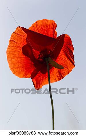 "Corn Poppy (Papaver rhoeas), Fuldabruck, Hesse, Germany, Europe" View Large Photo Image Stock Image - "Corn Poppy (Papaver rhoeas), Fuldabruck, Hesse, Germany, Europe". Fotosearch