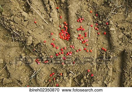 "Corn seed dyed with insecticide, Limbach, Burgenland, Austria, Europe" View Large Photo Image Stock Image - "Corn seed dyed with insecticide, Limbach, Burgenland, Austria, Europe". Fotosearch