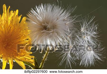 Stock Image - "Corn Sow-thistle (Sonchus arvensis), close-up of flower, seedhead and seeds, England, United Kingdom, Europe". Fotosearch