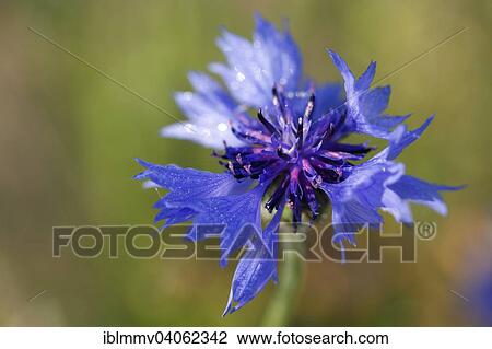 "Cornflower (Centaurea cyanus), flower, Middle Elbe Biosphere Reserve, Saxony-Anhalt, Germany, Europe" View Large Photo Image Stock Image - "Cornflower (Centaurea cyanus), flower, Middle Elbe Biosphere Reserve, Saxony-Anhalt, Germany, Europe". Fotosearch