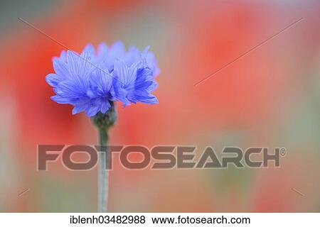 "Cornflower (Centaurea cyanus), Haren, Emsland, Lower Saxony, Germany, Europe" View Large Photo Image Stock Photo - "Cornflower (Centaurea cyanus), Haren, Emsland, Lower Saxony, Germany, Europe". Fotosearch