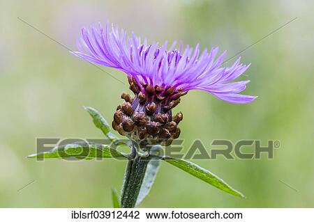 "Cornflower (Centaurea cyanus), Hesse, Germany, Europe" View Large Photo Image Stock Image - "Cornflower (Centaurea cyanus), Hesse, Germany, Europe". Fotosearch