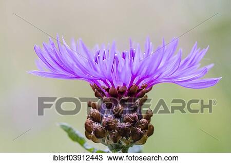 "Cornflower (Centaurea cyanus), Hesse, Germany, Europe" View Large Photo Image Stock Image - "Cornflower (Centaurea cyanus), Hesse, Germany, Europe". Fotosearch