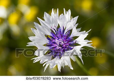 "Cornflower (Centaurea cyanus), Fuldabruck, Hesse, Germany, Europe" View Large Photo Image Stock Image - "Cornflower (Centaurea cyanus), Fuldabruck, Hesse, Germany, Europe". Fotosearch