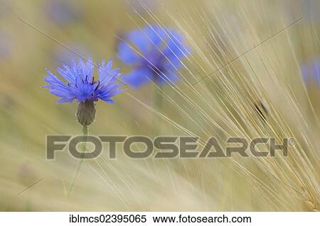 "Cornflower (Centaurea cyanus), Guxhagen, North Hesse, Hesse, Germany, Europe" View Large Photo Image Stock Photography - "Cornflower (Centaurea cyanus), Guxhagen, North Hesse, Hesse, Germany, Europe". Fotosearch
